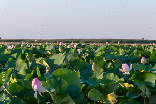 Russia. Astrakhan region. Lotus fields in the Volga River delta. Blooming lotuses.