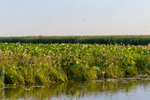 Russia. Astrakhan region. Blooming lotuses along the banks of the Volga River