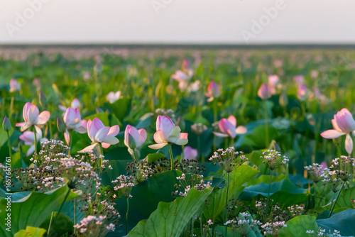 Russia. Astrakhan region. Lotus fields in the Volga River delta. Blooming lotuses.