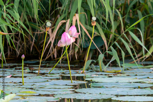 Russia. Astrakhan region. Volga River Delta. Blooming lotuses against the background of green leaves and blue water