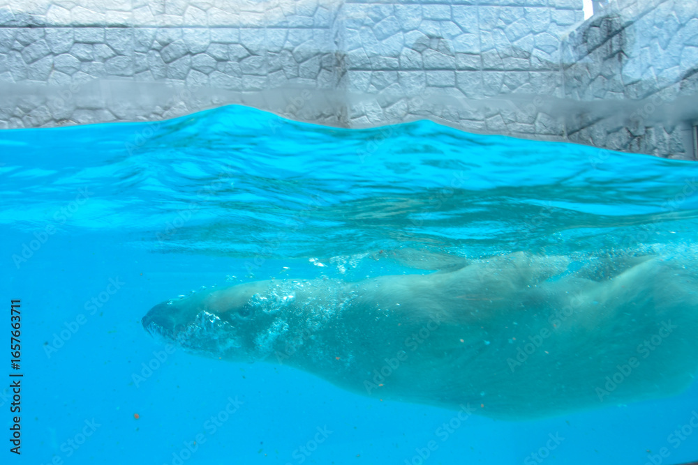 Obraz premium 大迫力 水中を泳ぐシロクマ