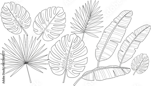 Tropical leaves outline collection for design projects