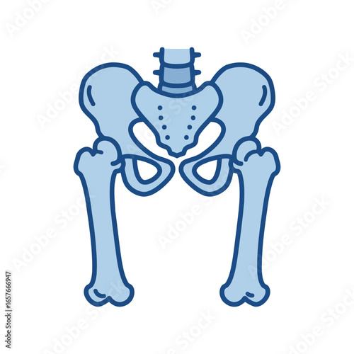 Human pelvis and hip bones anatomy vector illustration skeletal structure medical graphic