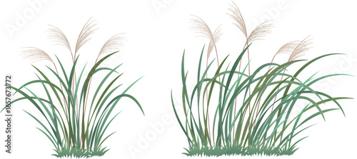 Miscanthus, pasture grass, autume grass, vector drawing collection set 01