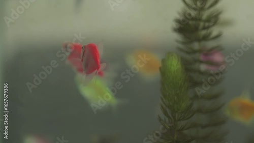 Glofish Swimming in an Aquarium