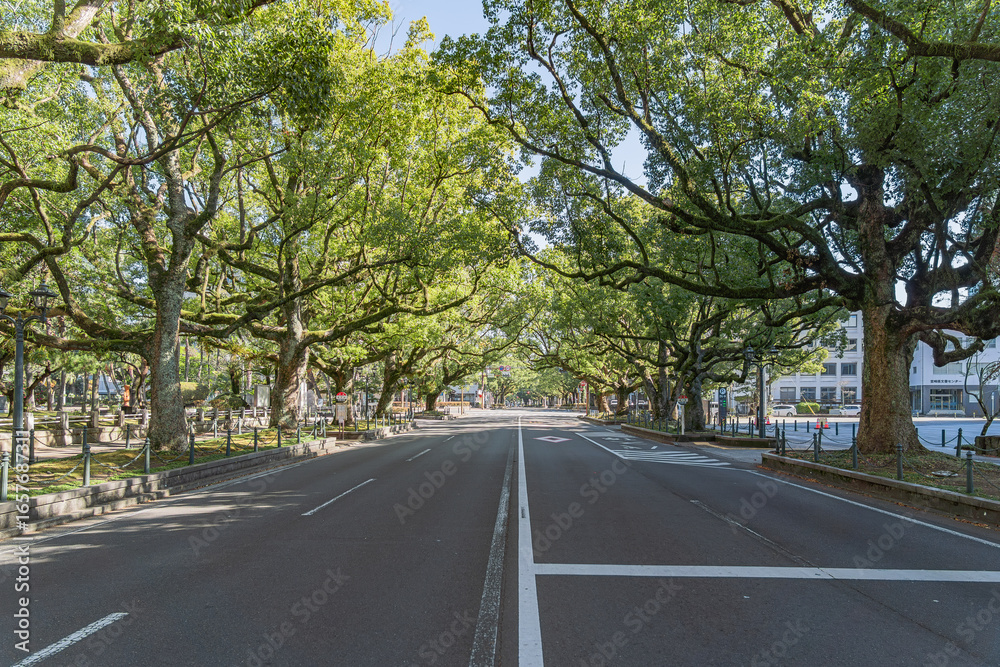 Fototapeta premium 宮崎県庁前楠並木通り