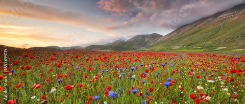A vibrant field of red poppies, blue cornflowers, and white daisies stretches to the horizon under a dramatic sky and rolling green hills. Castelluccio di Norcia, Pian Grande, Umbria, Marche, Italy. 