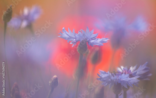Soft focus image of cornflowers and poppies in a field. Castelluccio di Norcia, Pian Grande, Umbria, Marche, Italy. The flowers are in pastel shades of blue, red and orange.
