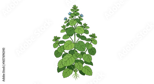Delicate rendering of a flowering oregano plant with a white backdrop in a minimalist style,ideal for ecological themes or botanical study resources