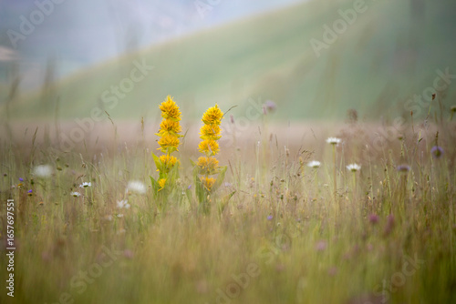 Yellow gentiana lutea, stand tall in a field of wildflowers and grasses. Castelluccio di Norcia, Pian Grande, Umbria, Marche, Italy. The flowers are the focal point, with a soft, blurred background.