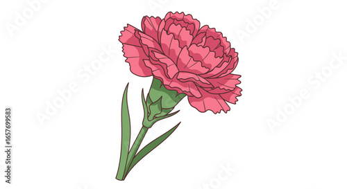 Delicate pink carnation blossom with fringed petals and verdant stem isolated on a clean white backdrop for botanical illustration