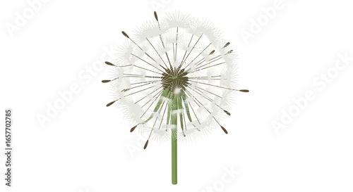 Delicate dance of dandelion seeds, a moment of nature's whimsical artistry gracefully poised against a serene white backdrop, creating a visually