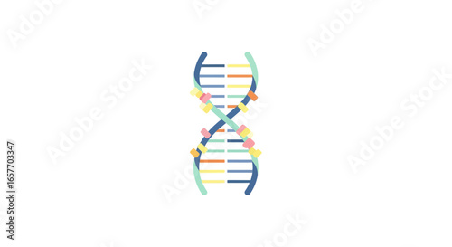Colorful minimalistic dna strand illustration for scientific educational material or medical infographic use