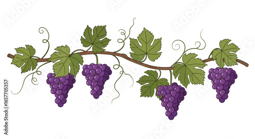 Illustration of grape vine with ripe grapes and leaves for decorative purpose in different projects and designs
