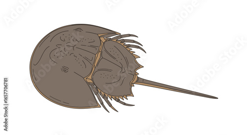 Intricate horseshoe crab illustration portraying subtle color and detail for educational material, offering a visual treat of marine biology species