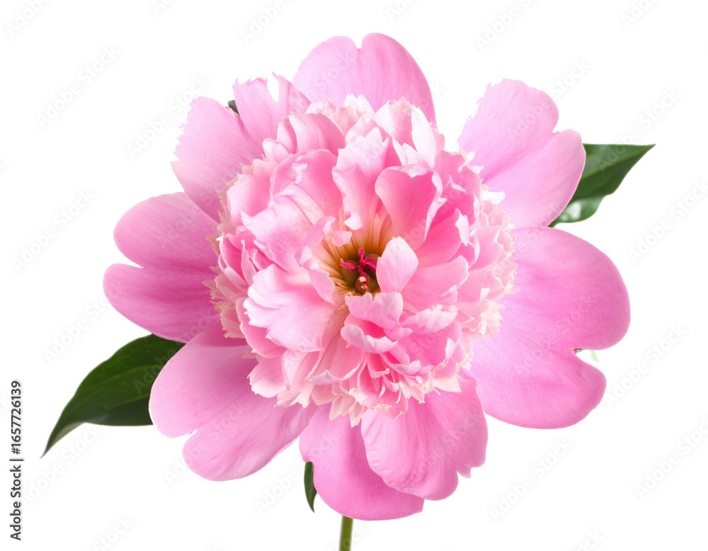Fototapeta premium Pink peony isolated on white background, elegant floral bloom captured in vivid detail, symbolizing beauty, romance, tenderness, freshness, purity, natural elegance, decorative design, botanical art, 