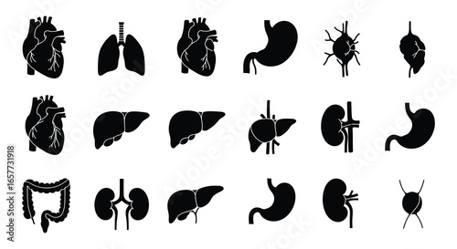 Collection of human organ silhouettes including heart lungs liver kidneys and intestines