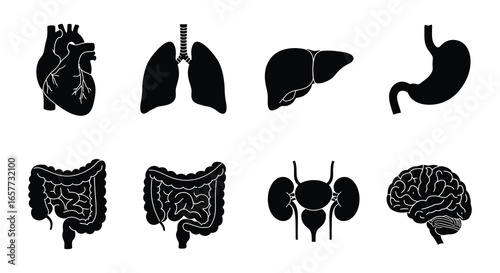 Human body organs illustrations including heart lungs liver stomach intestines kidneys and brain silhouette