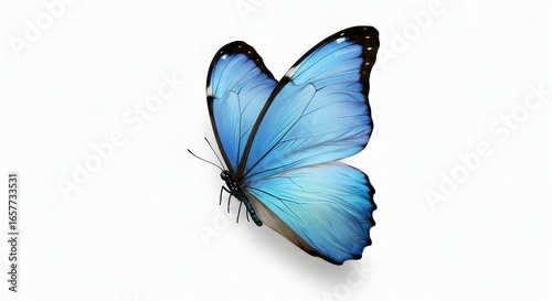 Blue butterfly isolated on white background