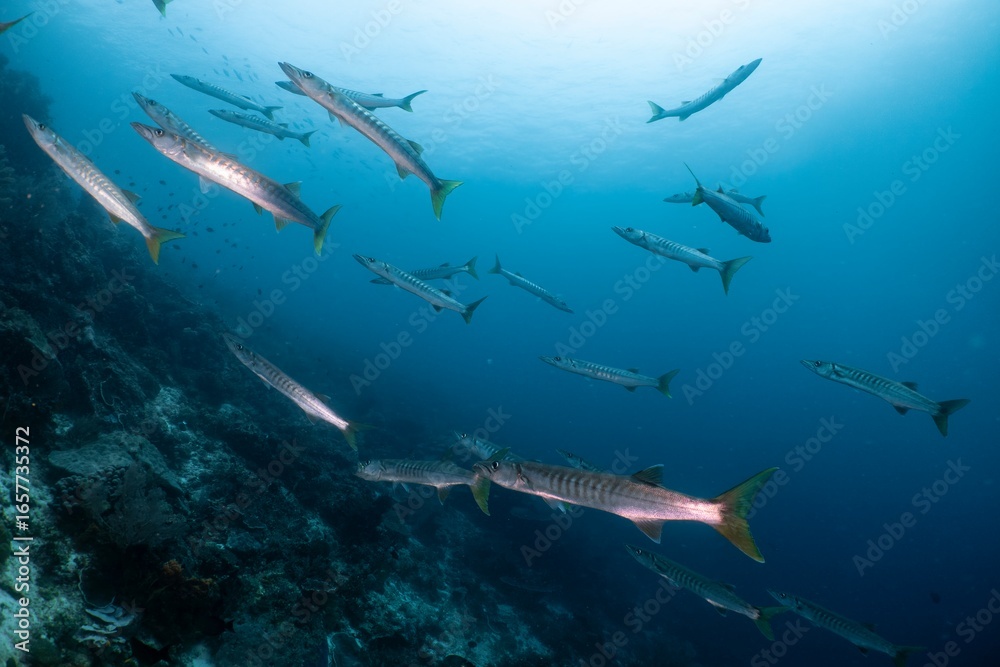 Fototapeta premium School of barracuda swim along a coral reef in the turquoise ocean.