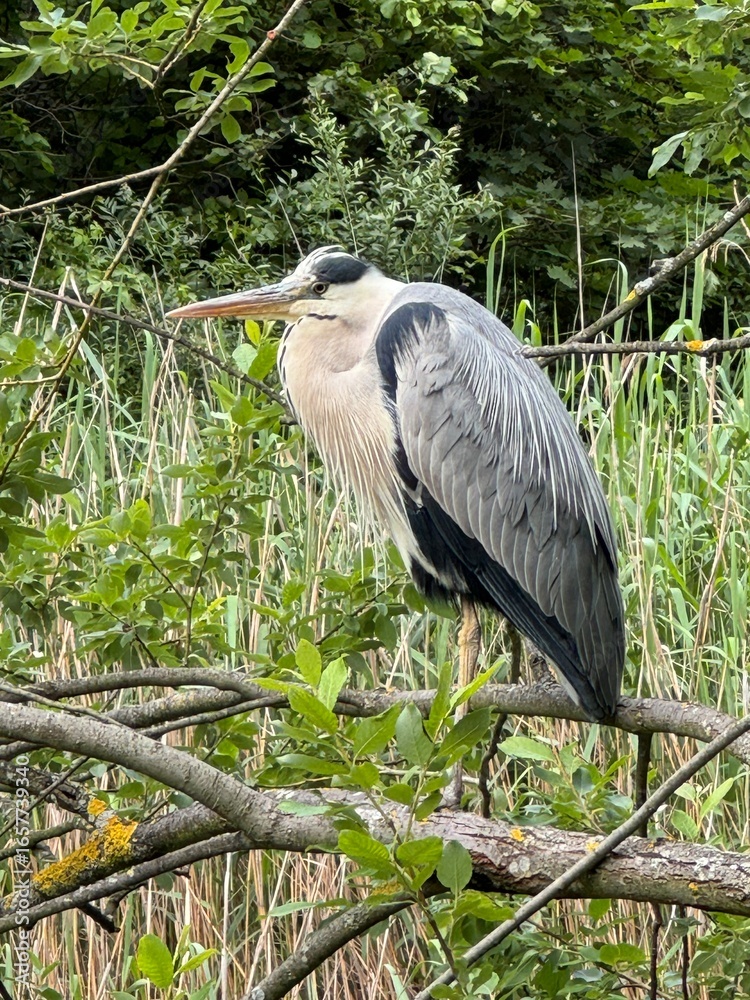 Naklejka premium grey heron ardea cinerea