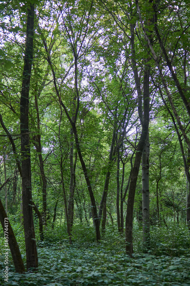 Fototapeta premium beautiful tree in the outdoor