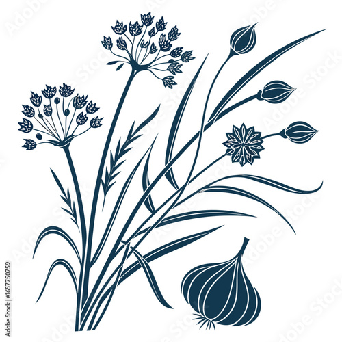 vector set of chives garlic allium tuberosum