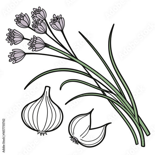 chives garlic allium tuberosum with leaves