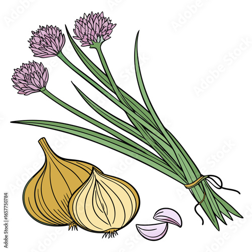 chives garlic allium tuberosum on white background 