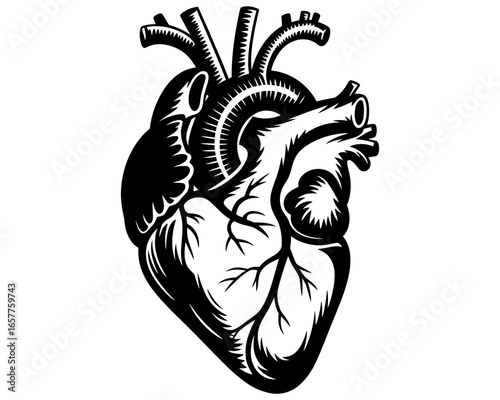 Stylized black and white anatomical heart illustration