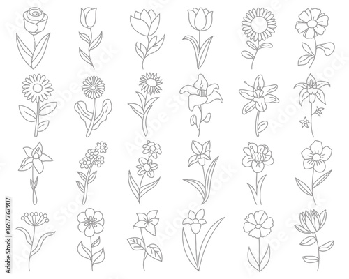 Collection of delicate line art floral illustrations