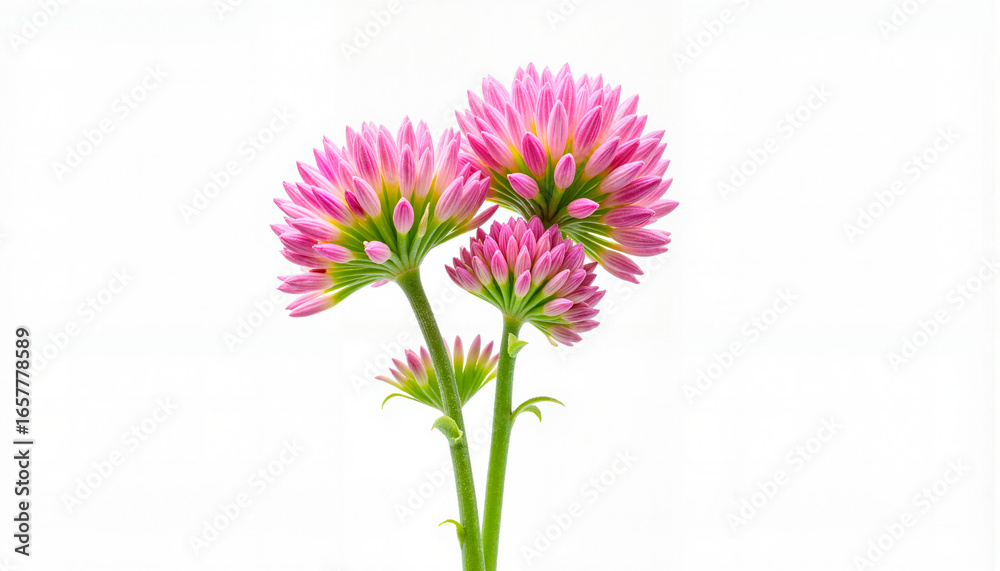 Fresh red clover blossoms on white background, Ivan Kupala celebration Fresh red clover blossoms on white background, Ivan Kupala celebration