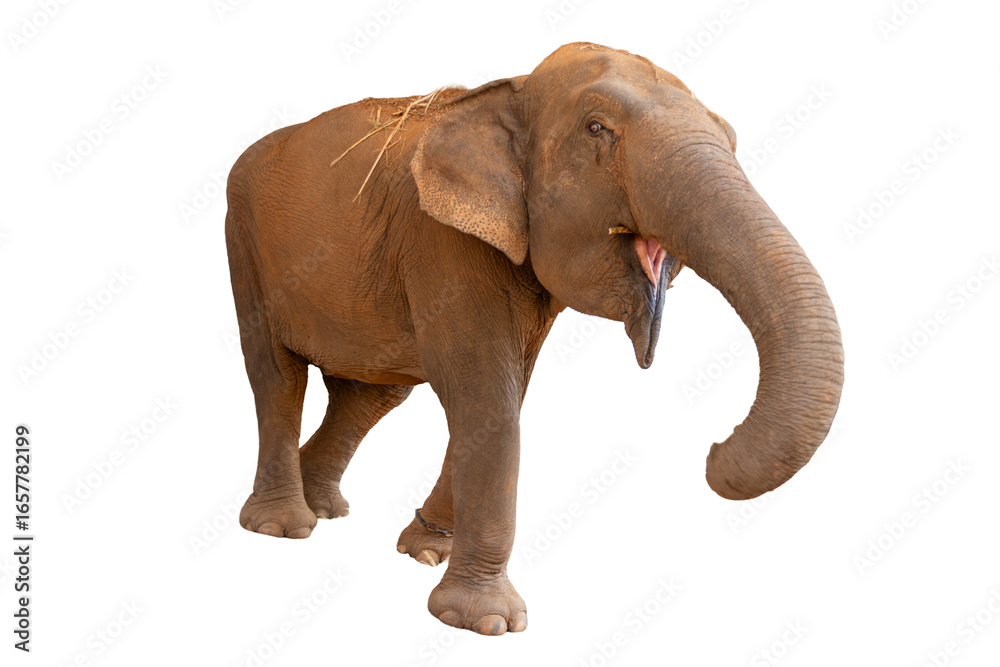 Fototapeta premium Elephant isolated on white background wildlife animal