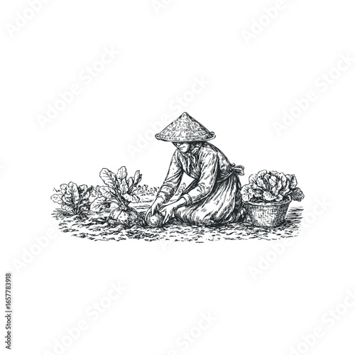 Asian farmer in conical hat harvesting fresh produce in a cultivated field