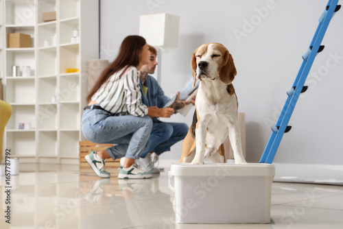 Cute Beagle dog with box an...