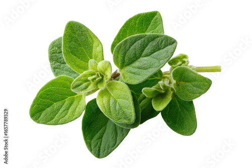 Close-up of fresh oregano leaves. Bright green leaves clustered on stems