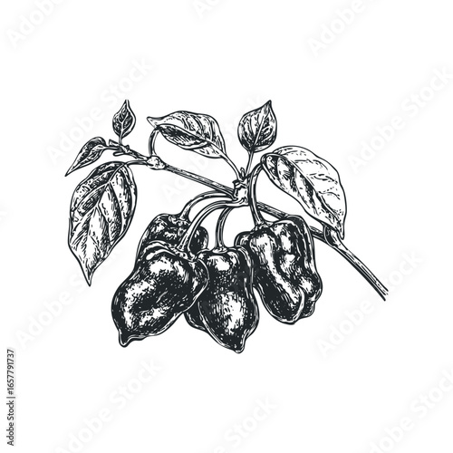Detailed sketch of habanero peppers on a branch with leaves