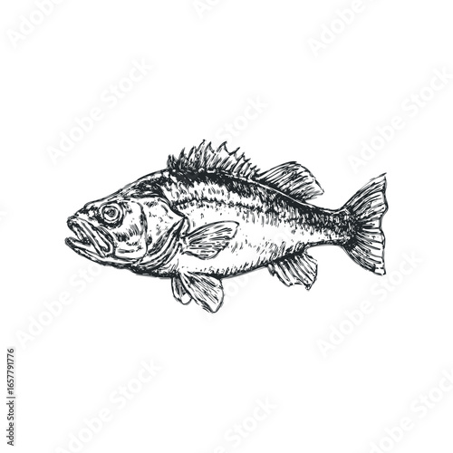 Detailed sketch of a perch fish with open mouth