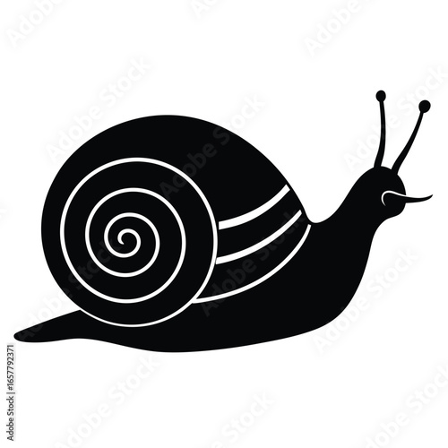 shell vector