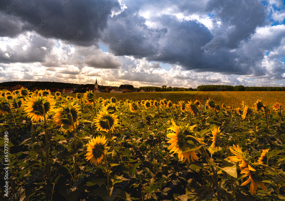 Obraz premium field of sunflowers