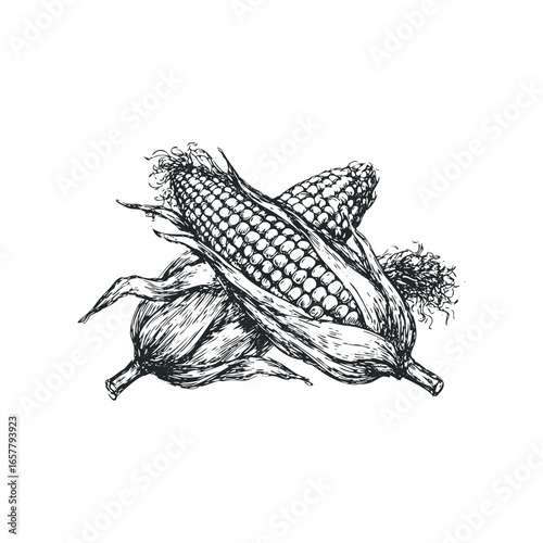 Two Corn Cobs with Husk and Silk