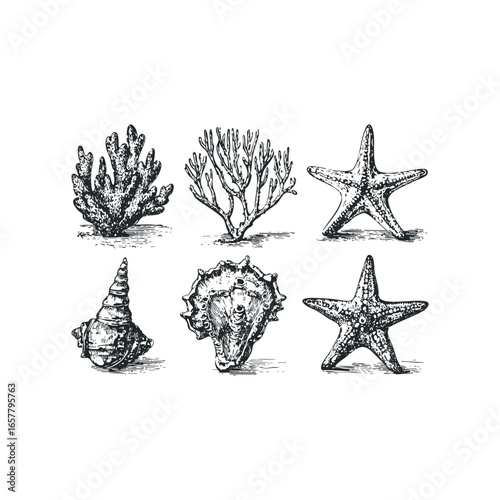 Collection of Vintage Marine Life Engravings Featuring Coral and Starfish