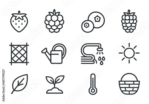 Berry Cultivation Icons. Outline icon set of berry cultivation in warmer regions: strawberry, raspberry,