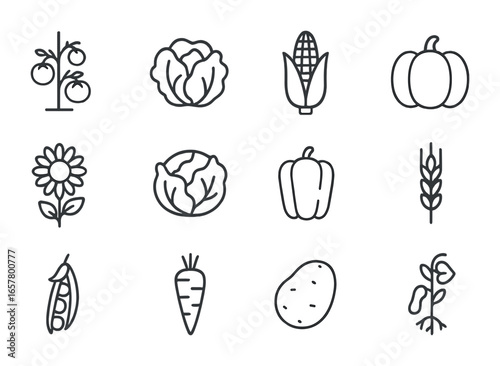 Crop Diversity Icons. Outline icon set of crop diversity: tomato plant, lettuce head, corn ear, pumpkin,