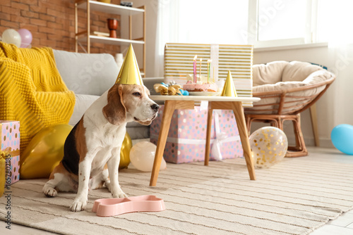 Cute Beagle dog with party ...