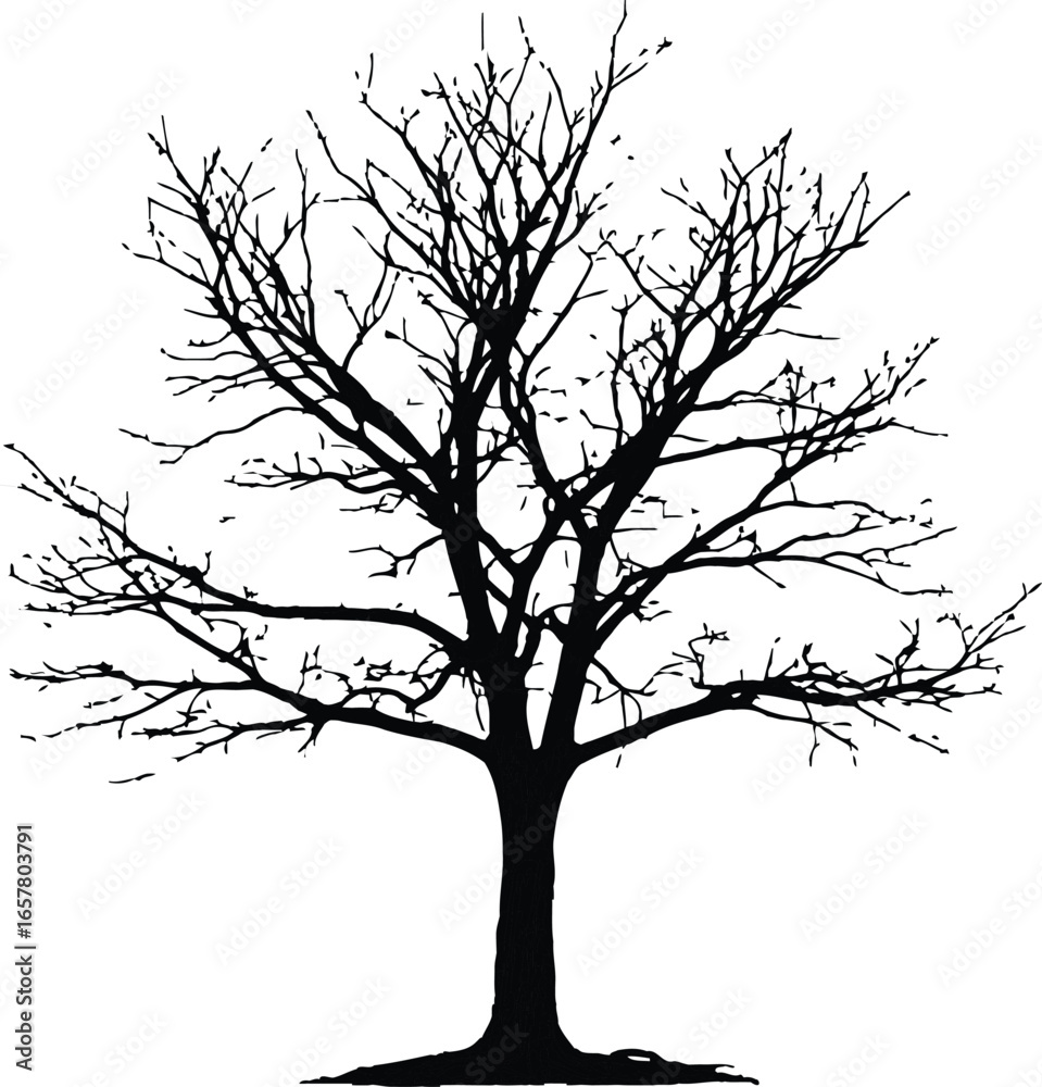 Obraz premium A vector illustration of a bare tree silhouette with dry branches against a winter sky