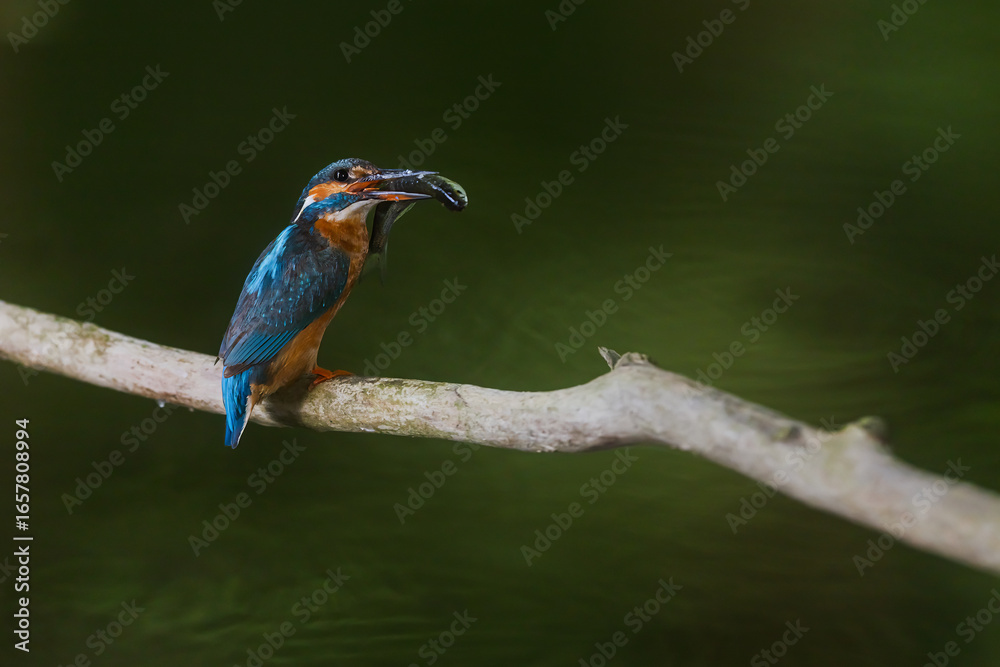 Obraz premium Alcedo atthis Common Kingfisher perched with fish in beak on branch