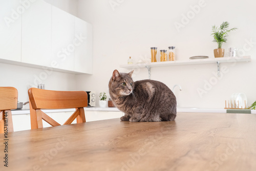 Cute cat on table in kitchen