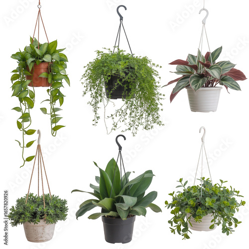Collection of hanging potted plants isolated on transparent background
