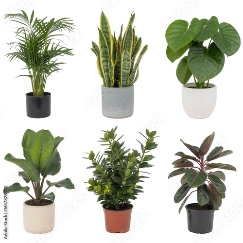 Collection of six potted green plants isolated on transparent background
